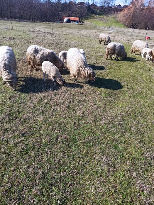 Oi și capre (breze și alpine)