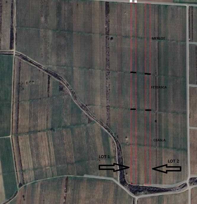 Vand suprafata de 9100 mp cultivata cu vita de vie