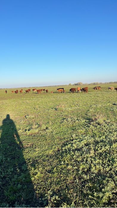 Уй кора малымен сатылады