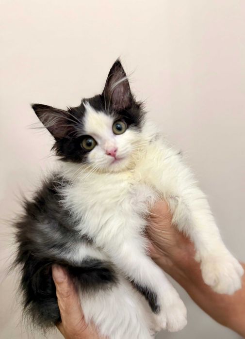 Котенок девочка ищет любящую семью