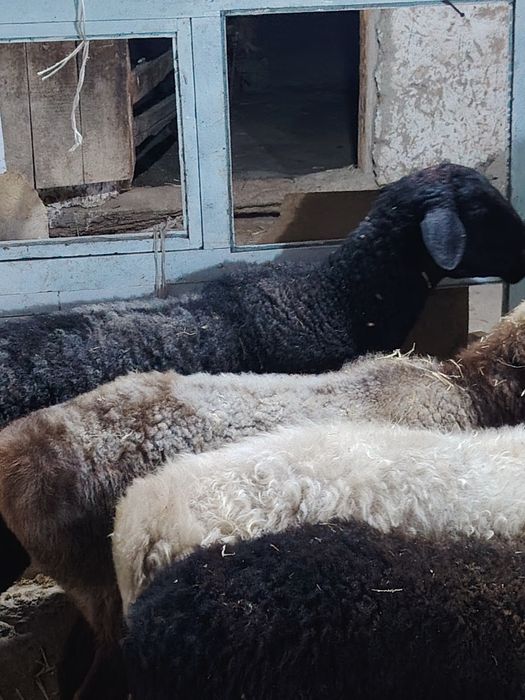 Bug'oz qoylar sotiladi