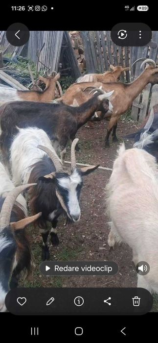 Animale, capre.