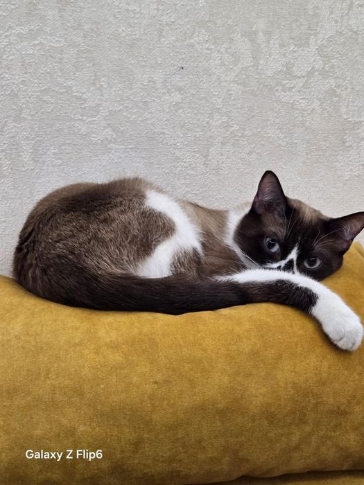 Кот Сноу Шу Крысолов