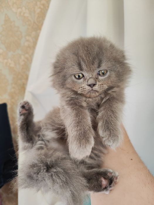 Продаются котята