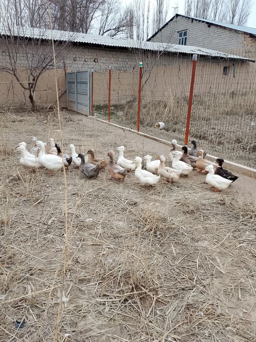 Хохлати урдаклар.