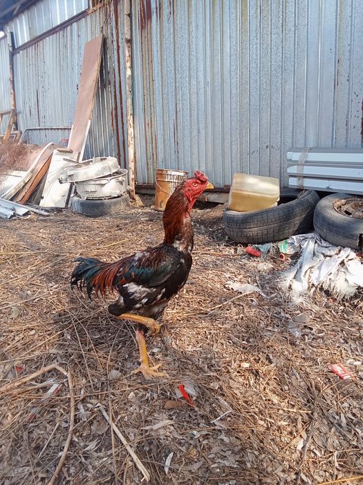 Дакан сатылады 1 жыл