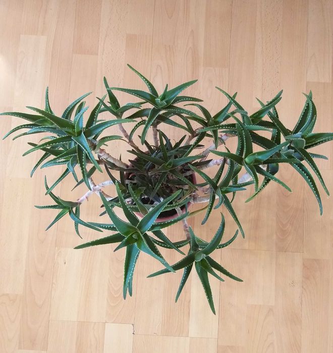 Алое с много приложения