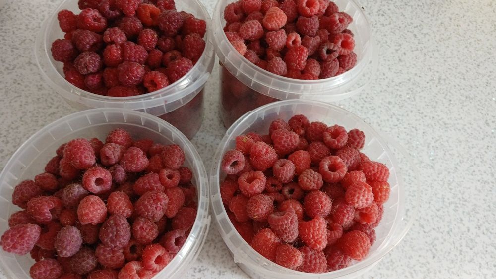 Малина свежая продам