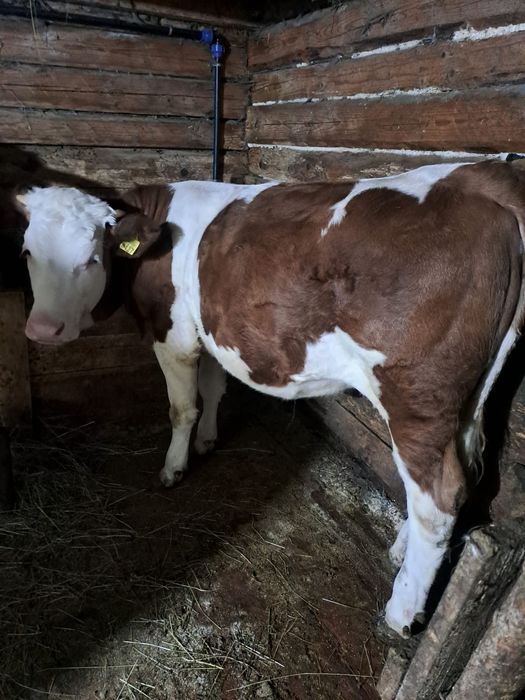 Vand vaca juninca gestanta 1 luna jumate