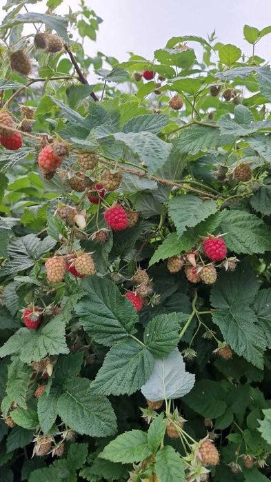 Отдельно стоящий дом