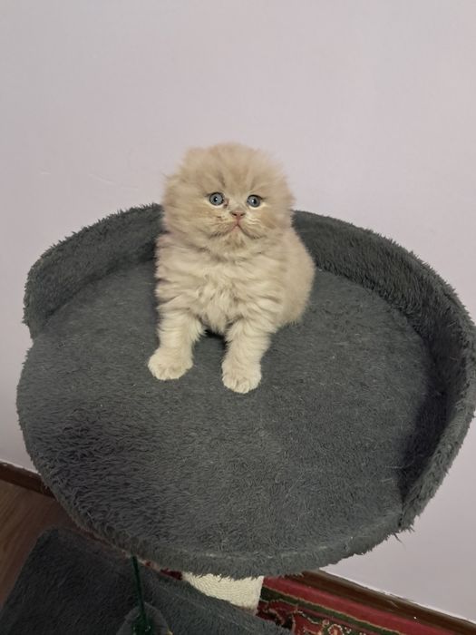 Шотланский фолд киз угил