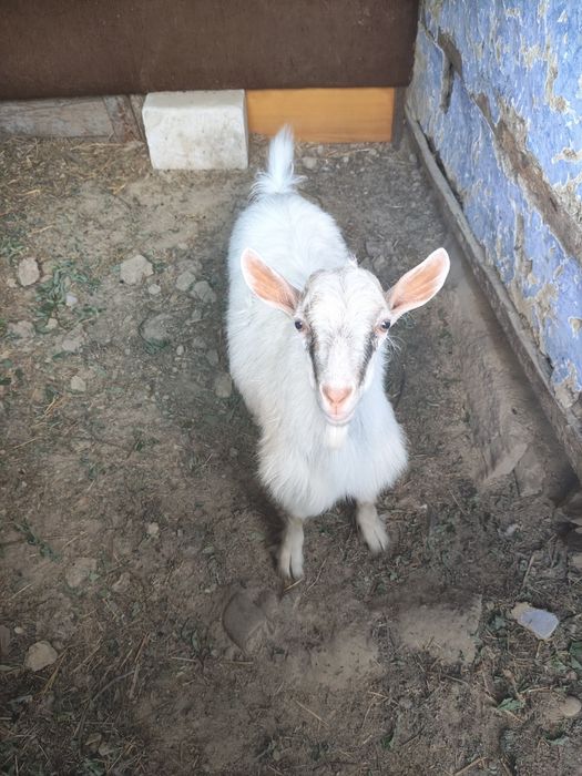 Capră  și ied ciut