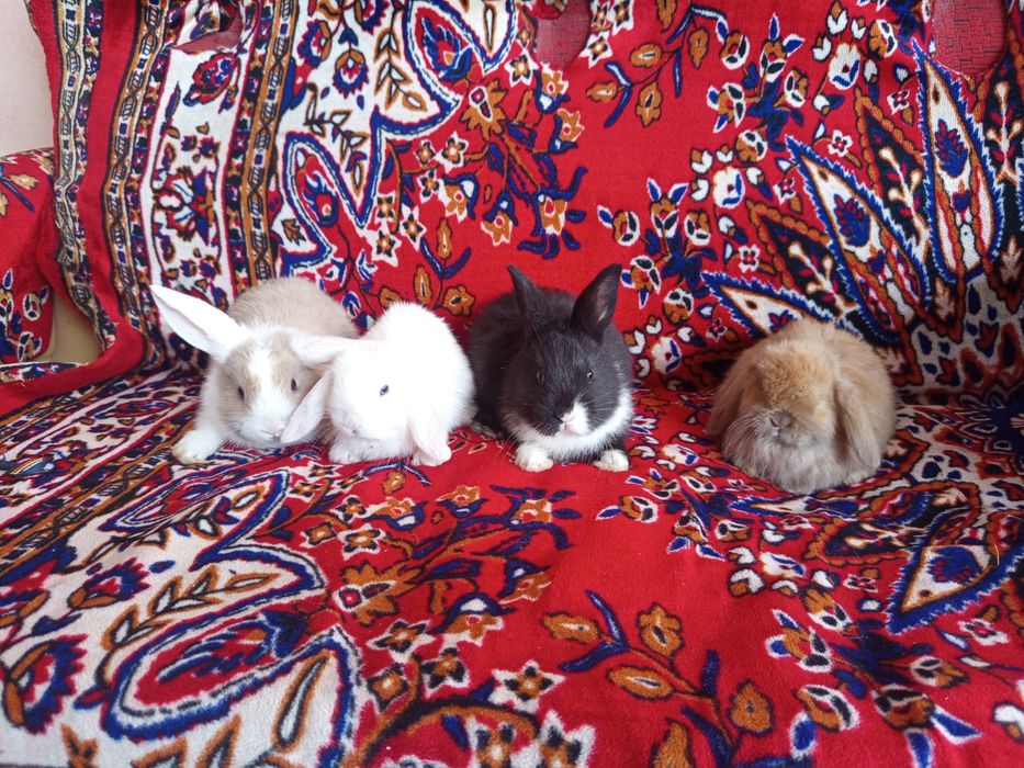 Карлик куенчалар сотилади.35.. 40 кунликлар.4 Таси СПЛИТ.4 та  панда