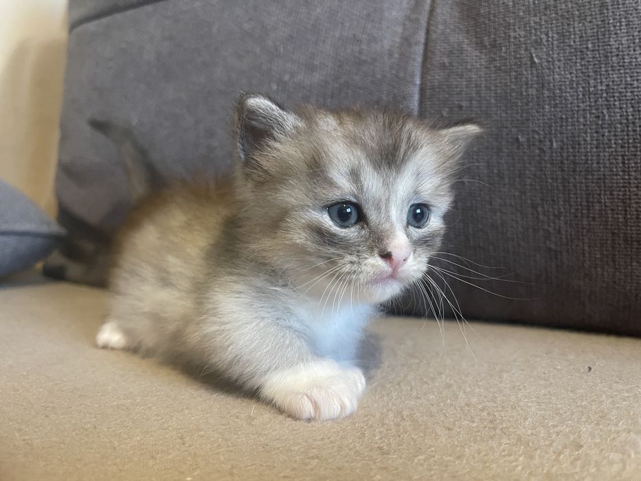 Pui pisica rasa Munchkin cu picioare scurte