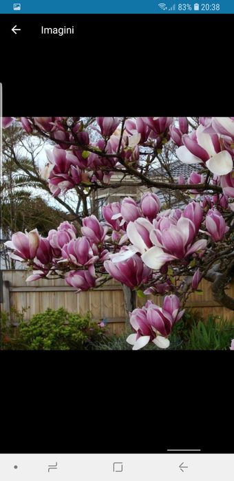 Magnolii de mai multe dimensiuni