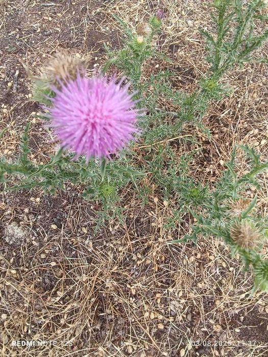 Крестьянское хозяйство