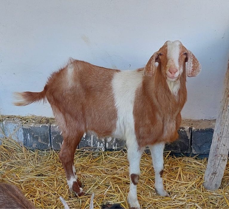 Теке Англо нубийская сатылады 120000тг