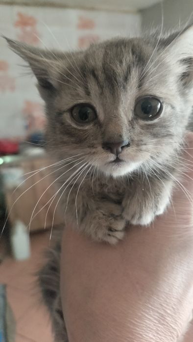 Котёнок мальчик в добрые руки