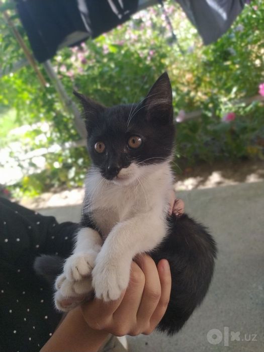 Кошки, uy mushugi
