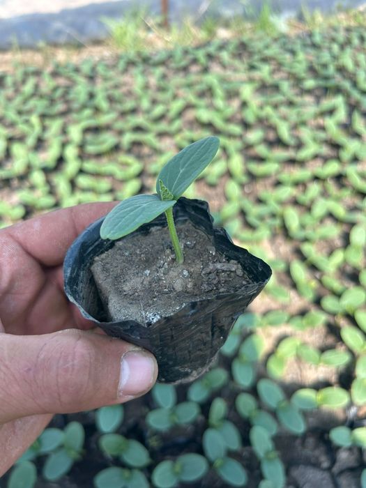 Саженцы  росода огурцов