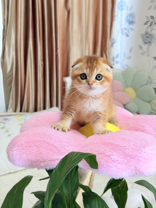 Котята чистокровные