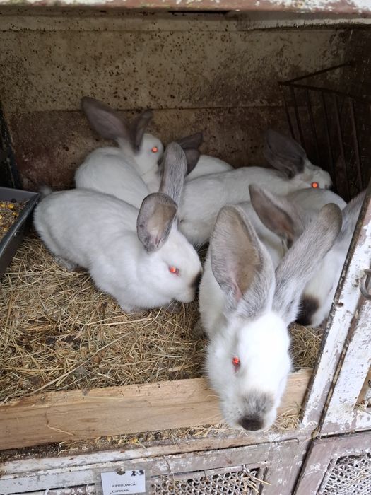 Uriaș de Transilvania