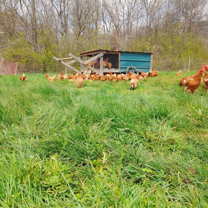 Кокошки носачки свободно отглеждани