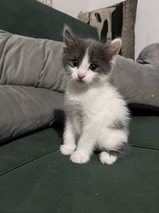 Отдам котенка мальчик