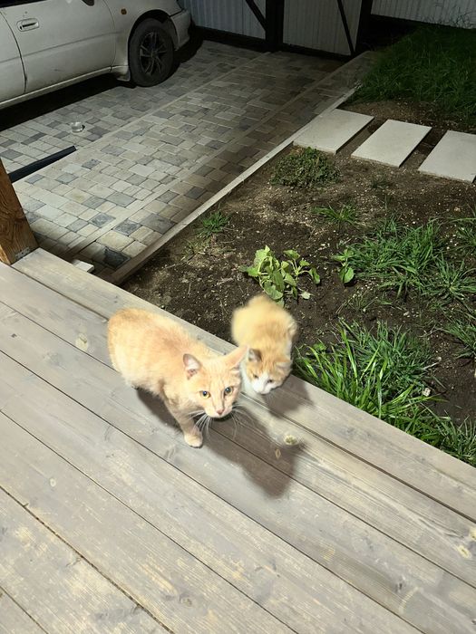 Пристраиваются две кошечки