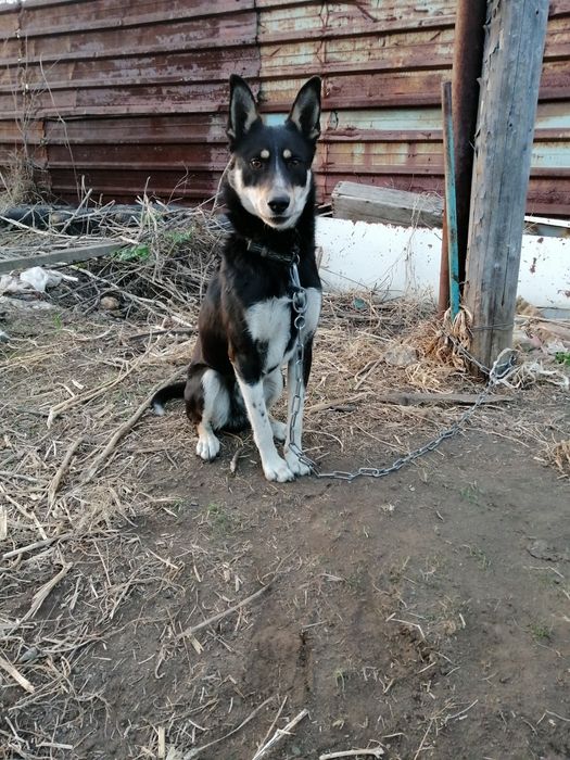 Молодой пёсик ищет дом