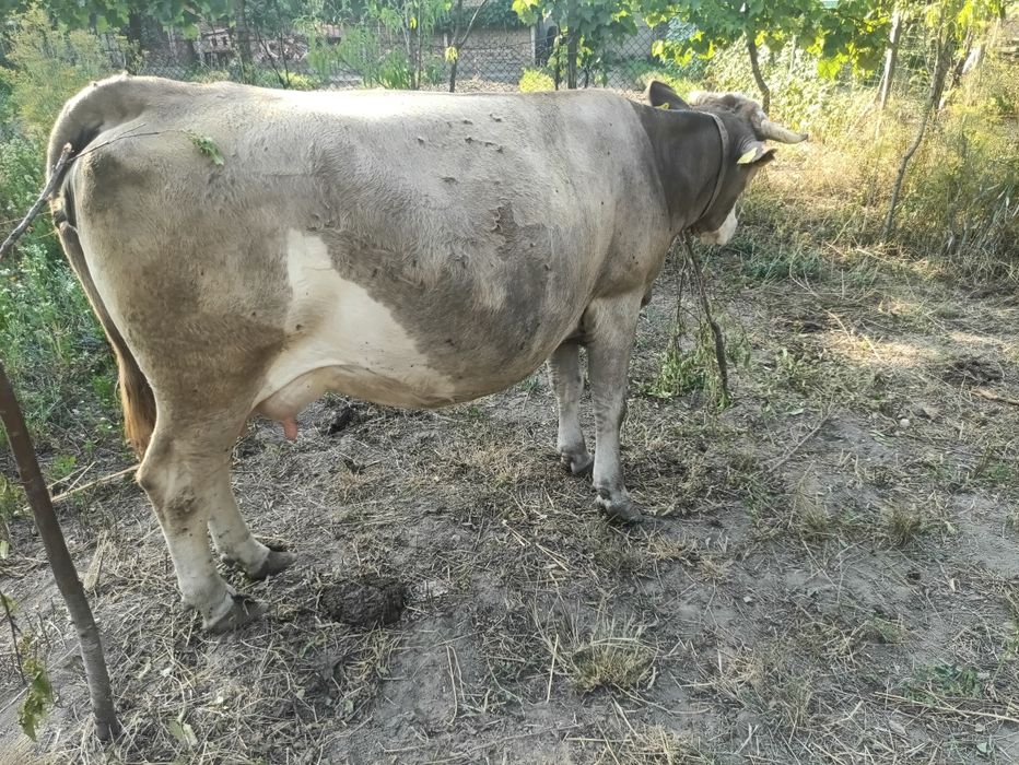 Vând vaca de patru ani