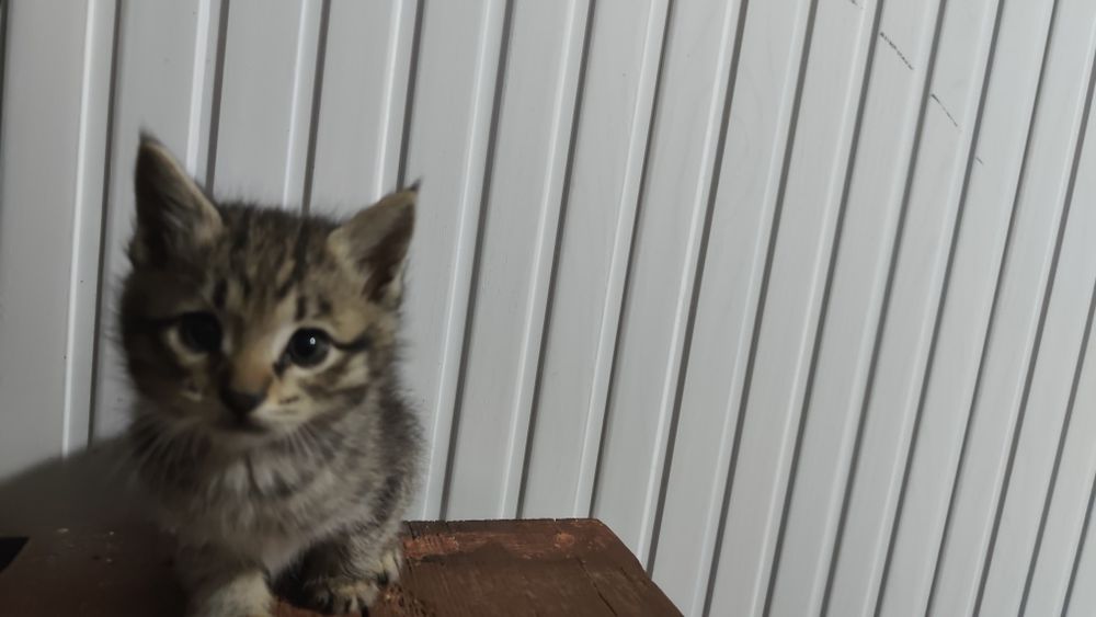 кошка сеаский парода мама