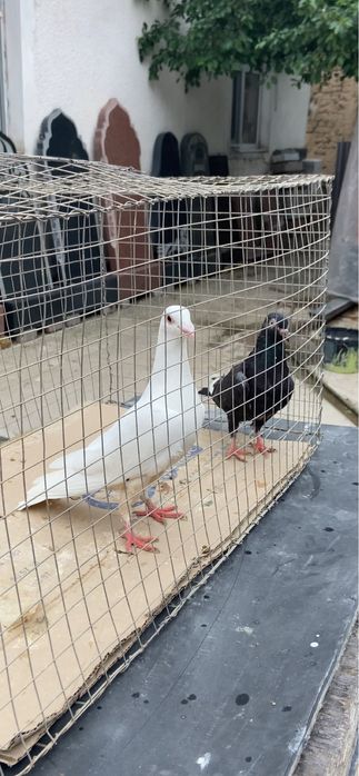 Голуби Чех, кормилка и бакинцы