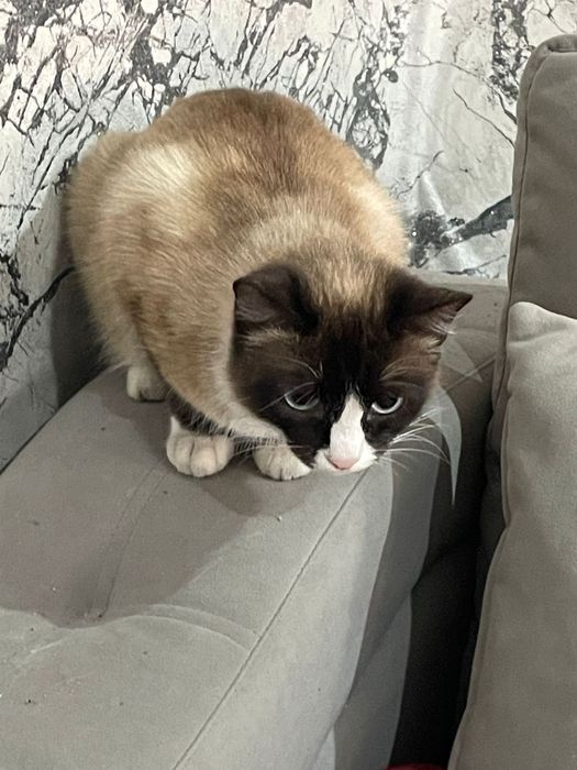 Отдам в добрые руки