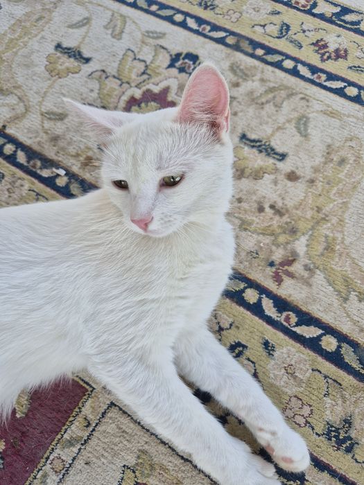 Отдам котёнка  бесплатно