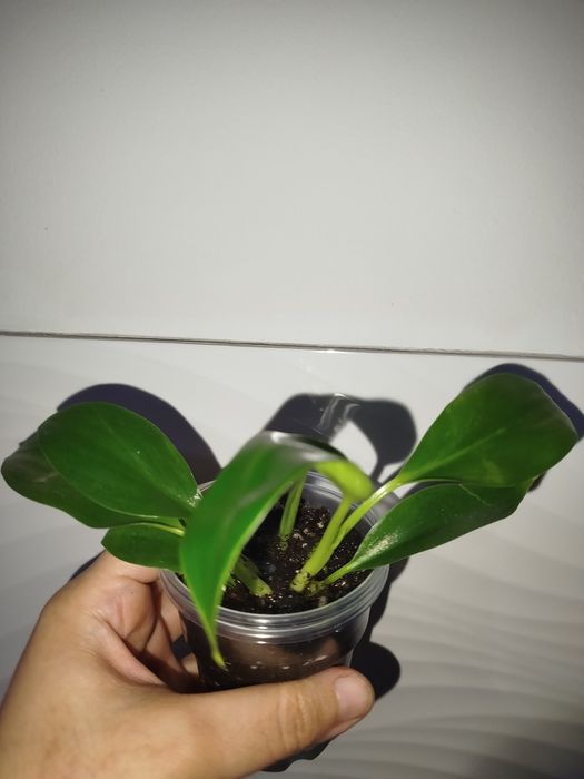 Feladendron birkin detkasi