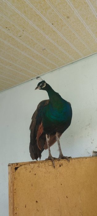 Продам  павлинов