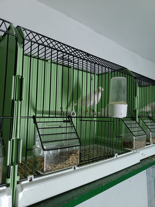 Canari Rasa ORPHEUS
