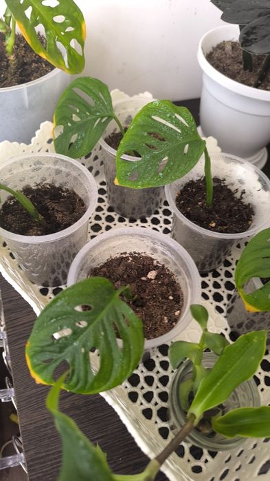 Мастера Монки. Растки.