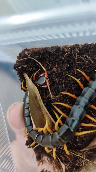 Scolopendra hainanum