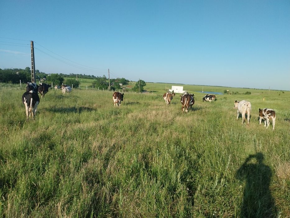 Vand vaci inscrise in cop....vaci bune de lapte fara probleme.