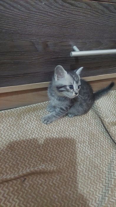 Британские котята.г. Шымкент