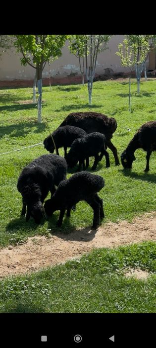 6 бас козылы кой сатылады