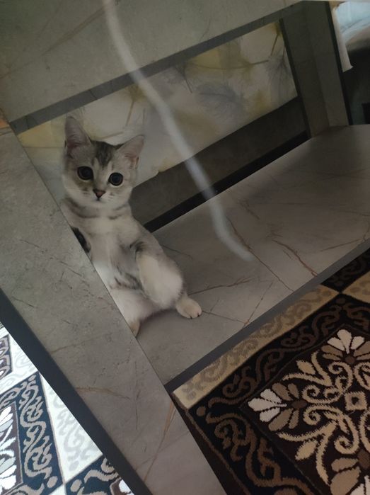 Mushuk zottor scotish shinshila qiz bola 7 oylik