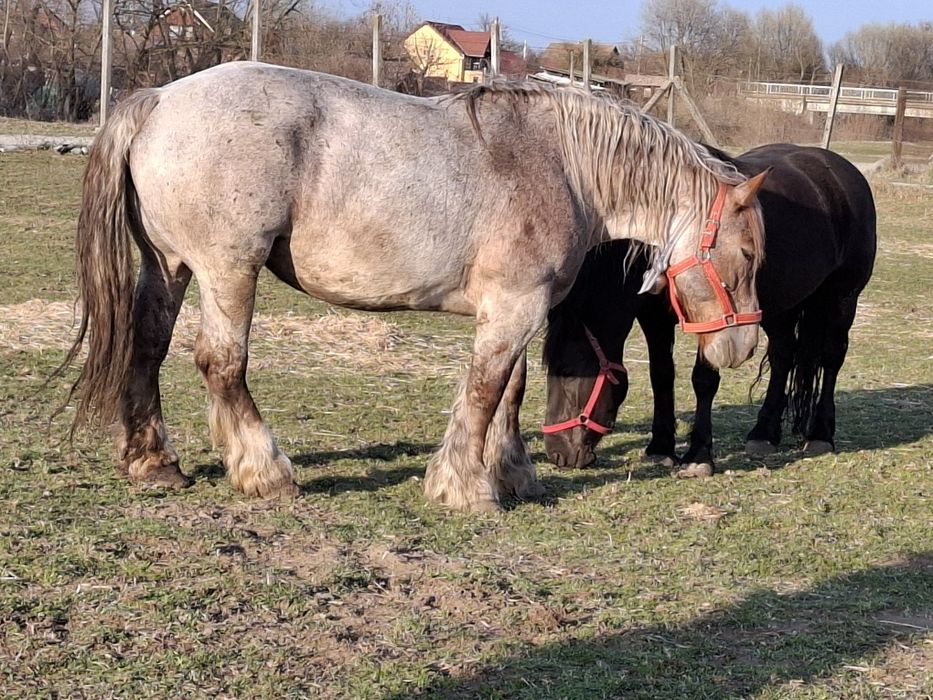 Vand iapa, 5 ani, 924 kg.
