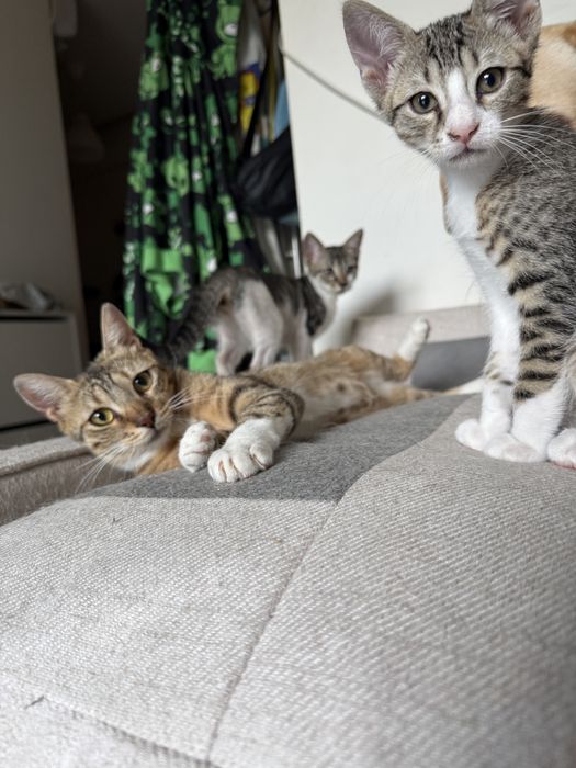 Pui de pisicuta pentru adoptie