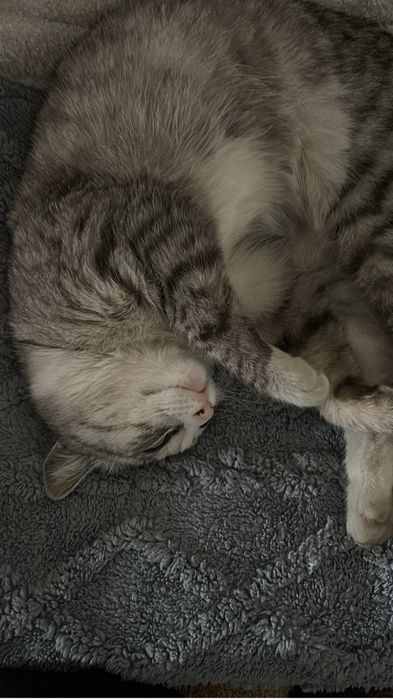 Потерялась кошка мкр акбулак