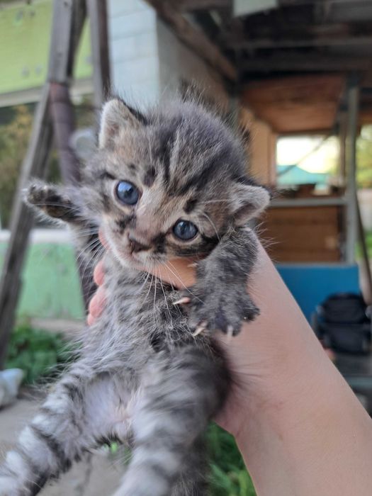 Котята бесплатно