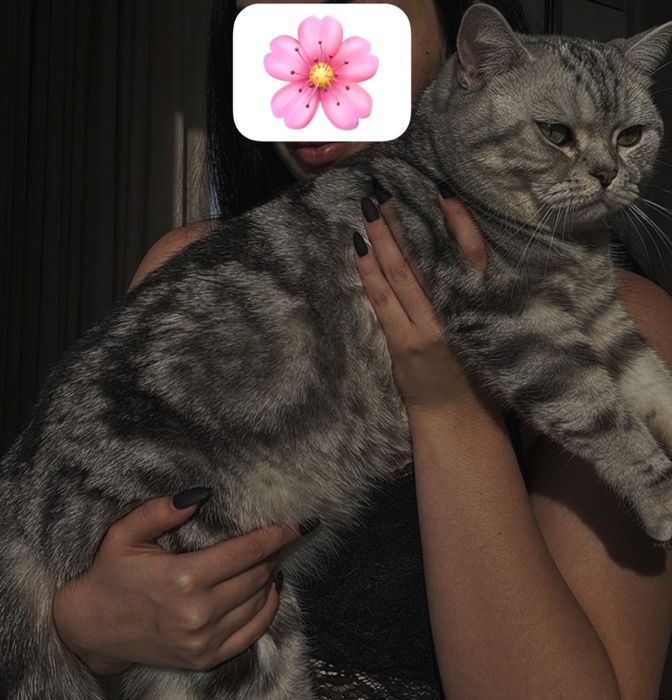 Продам шикарных британцев!