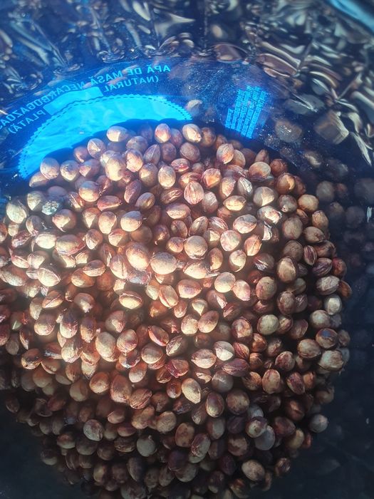 Samburi de cireșe sălbatice